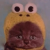 Funny Frog Hat Cat