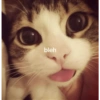 Kucing anjing lucu 7