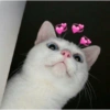 Gatinhos apaixonados fofos 9