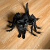 Gato halloween 8
