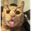 Kucing anjing lucu 8