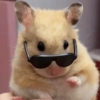 Hamsters Fofinhos 🐹 2
