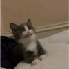 Cat Reaction 16
