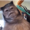 🐒🌴🐵 बंदर 🐵🌴🐒 15