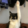 🐈‍⬛🐱🧶 GATOS | CATS 2 🧶🐱🐈‍⬛ 14