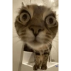  cat 8