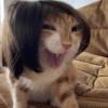 🐈‍⬛🐱🧶 GATOS | CATS 2 🧶🐱🐈‍⬛ 20
