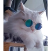 Conteúdo Aleatório De Gato 14