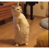 Gatos 8