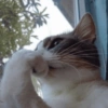 Размышляющий котенок у окна