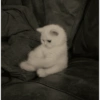 Gatos 9