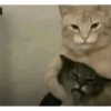 Meme kucing tikus anjing  16