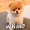 Perritos xd 9
