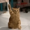 Cat Meme 10