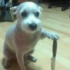 Puppy with Knife