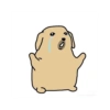 Dog 19