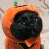 Cats on Halloween 5 🎃🐱