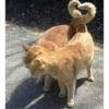 Más Gatitos 8
