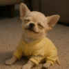 🐕Perros muy funny Dogs 🐶😂 8