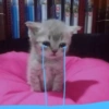 Грустный котенок на розовой подушке
