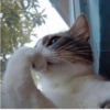 Memes de gatos 2 6