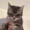 Gatos 12