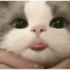 🙀 GATITOS MOODS 😽 16 😼😙
