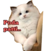 Lollycat 6