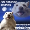 🐼🗑🦝 Raccoons l 🦝 🗑 🐼  24
