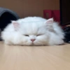😺 Gatitos 😺 19