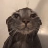 GATINHOS PROTAGONISTAS 🐈 6