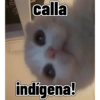 VIENIS calla indígena!