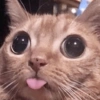 🐈‍⬛🐱🧶 GATOS | CATS 5 🧶🐱🐈‍⬛ 15