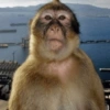 Macacos 2🙉 9