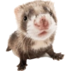 Animals 25