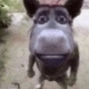 Burro do Shrek 22