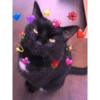 Gatitos heart 3 (mejores) 7