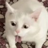 🐈‍⬛🐱🧶 GATOS | CATS 5 🧶🐱🐈‍⬛ 12