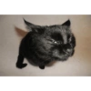 Скептический Черный Кот