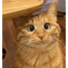 Kucing Oren imoet  6