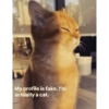 Meme kucing tikus anjing  13