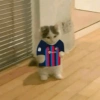 GATITOS 😼 10