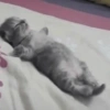 GATITOS 😼 5