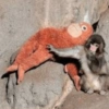 Monito Punch y su peluche🐵🧸✨ 14