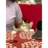 Cat 9