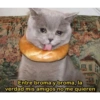 Solo gatos 12