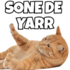 Cats Meme 11