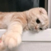 Kucing kucing 11