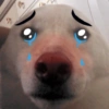 🐱🐾🐶 irl pets l 🐶🐾🐱 17