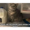 Solo gatos 8